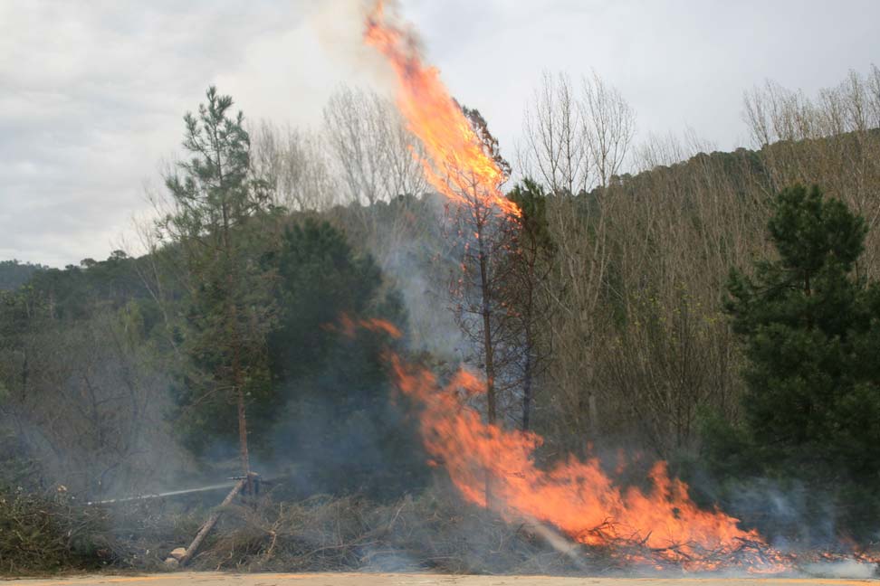 Foto 3. Maquetas experimentales para estudiar y monitorear las transferencias energéticas desde el fuego de superficie a la copa arbórea.